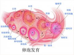 什么情况会导致卵泡发育不良